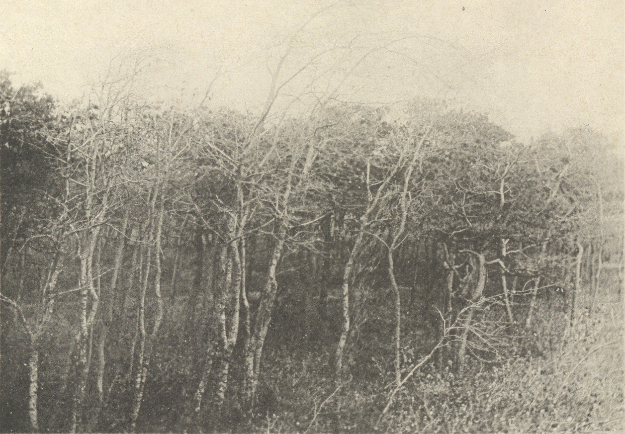 Massart (1908, foto 090)