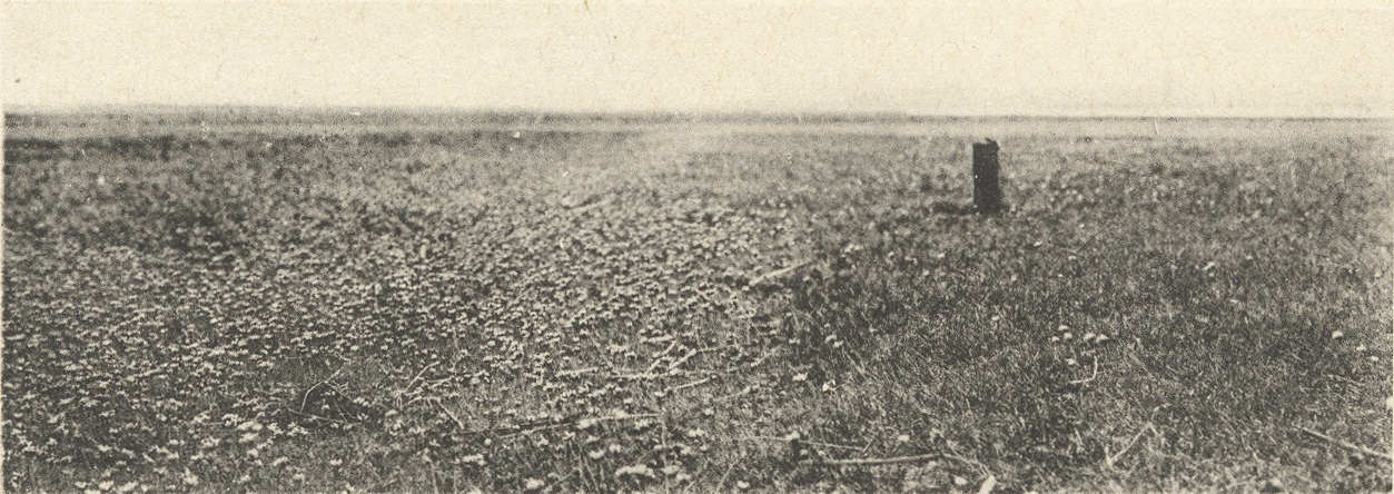 Massart (1908, foto 105)