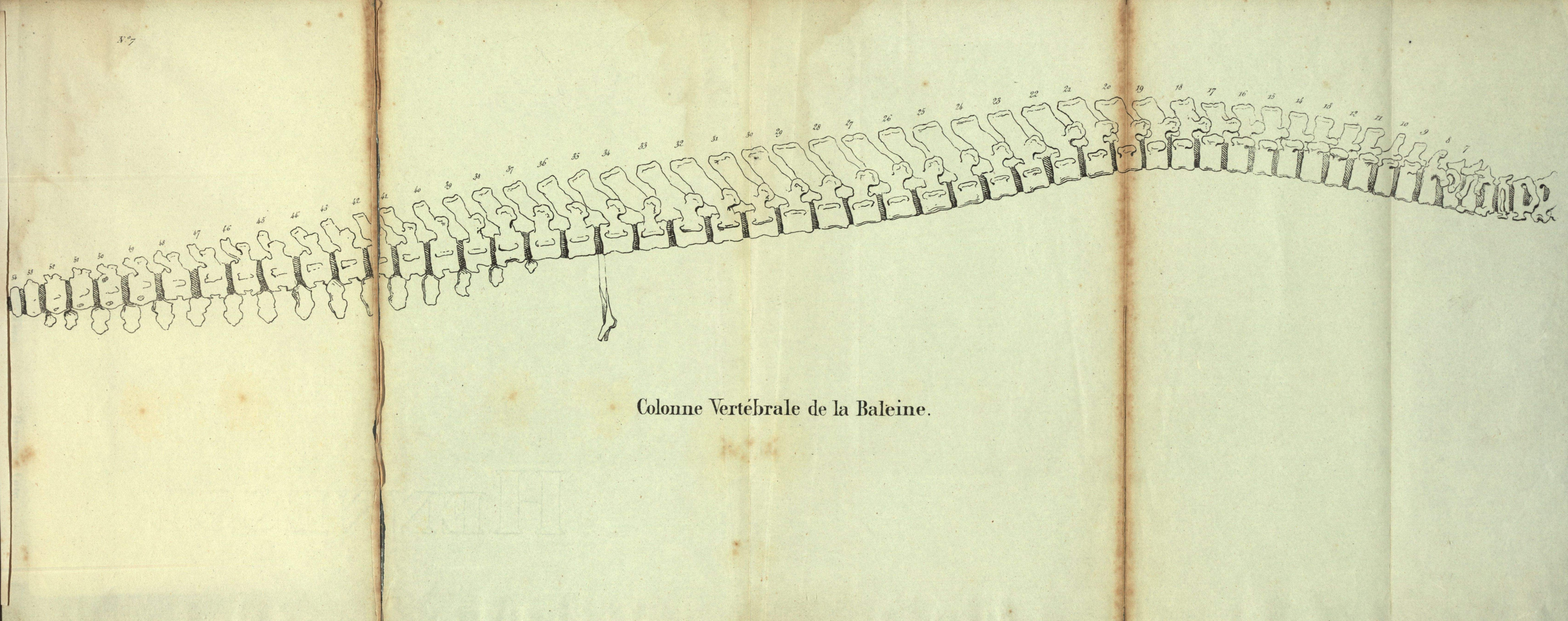 Dubar (1828, pl. 07)