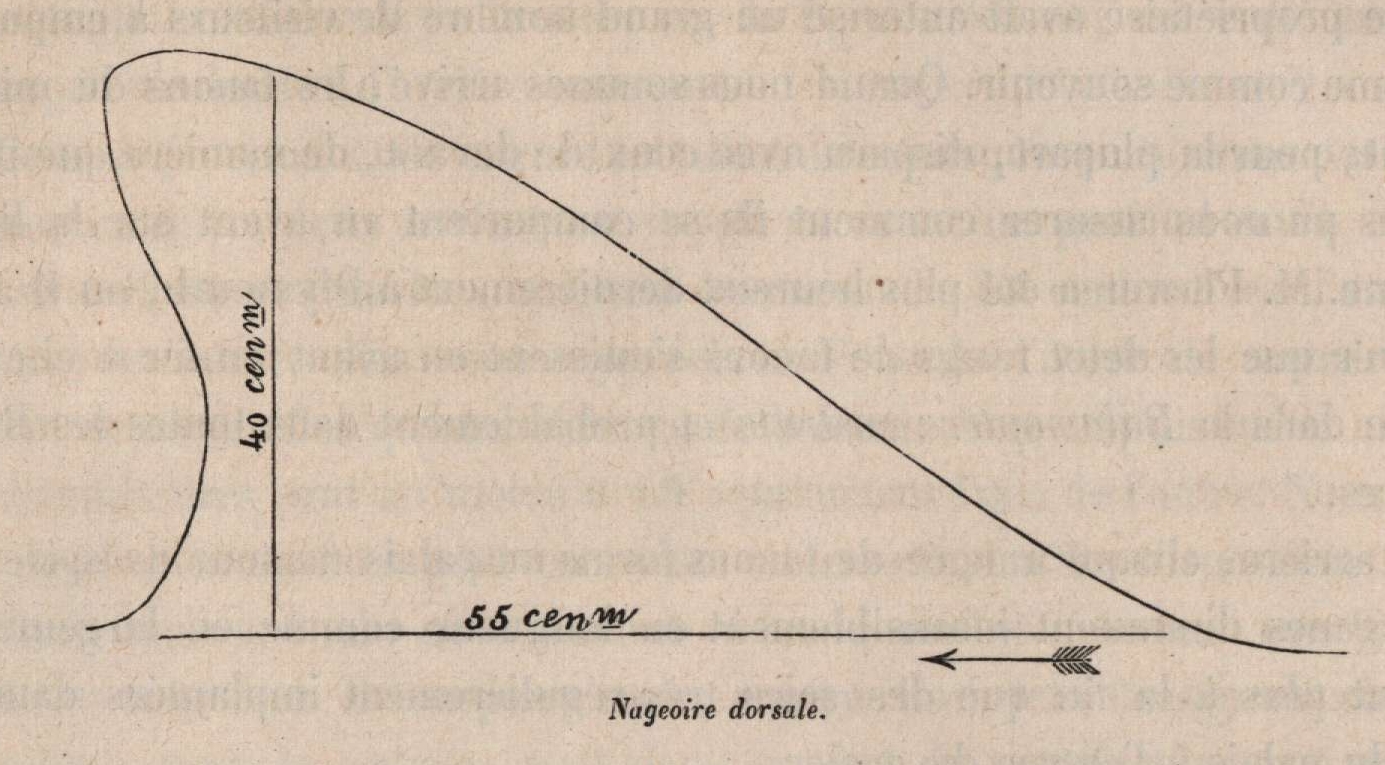 Van Beneden (1870, fig. 01)