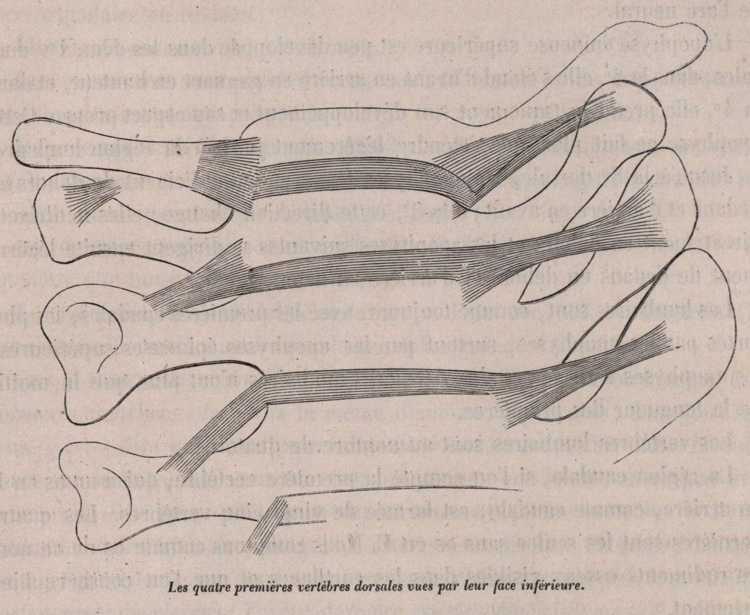 Van Beneden (1870, fig. 09)
