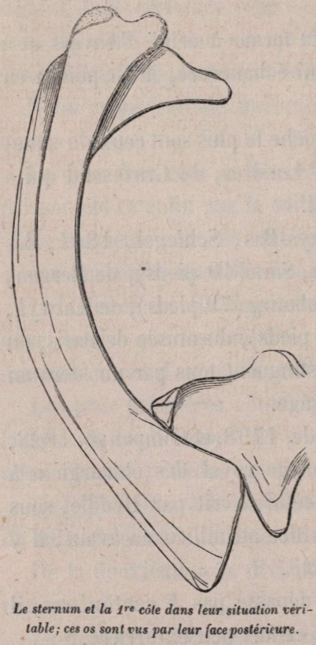 Van Beneden (1870, fig. 10)