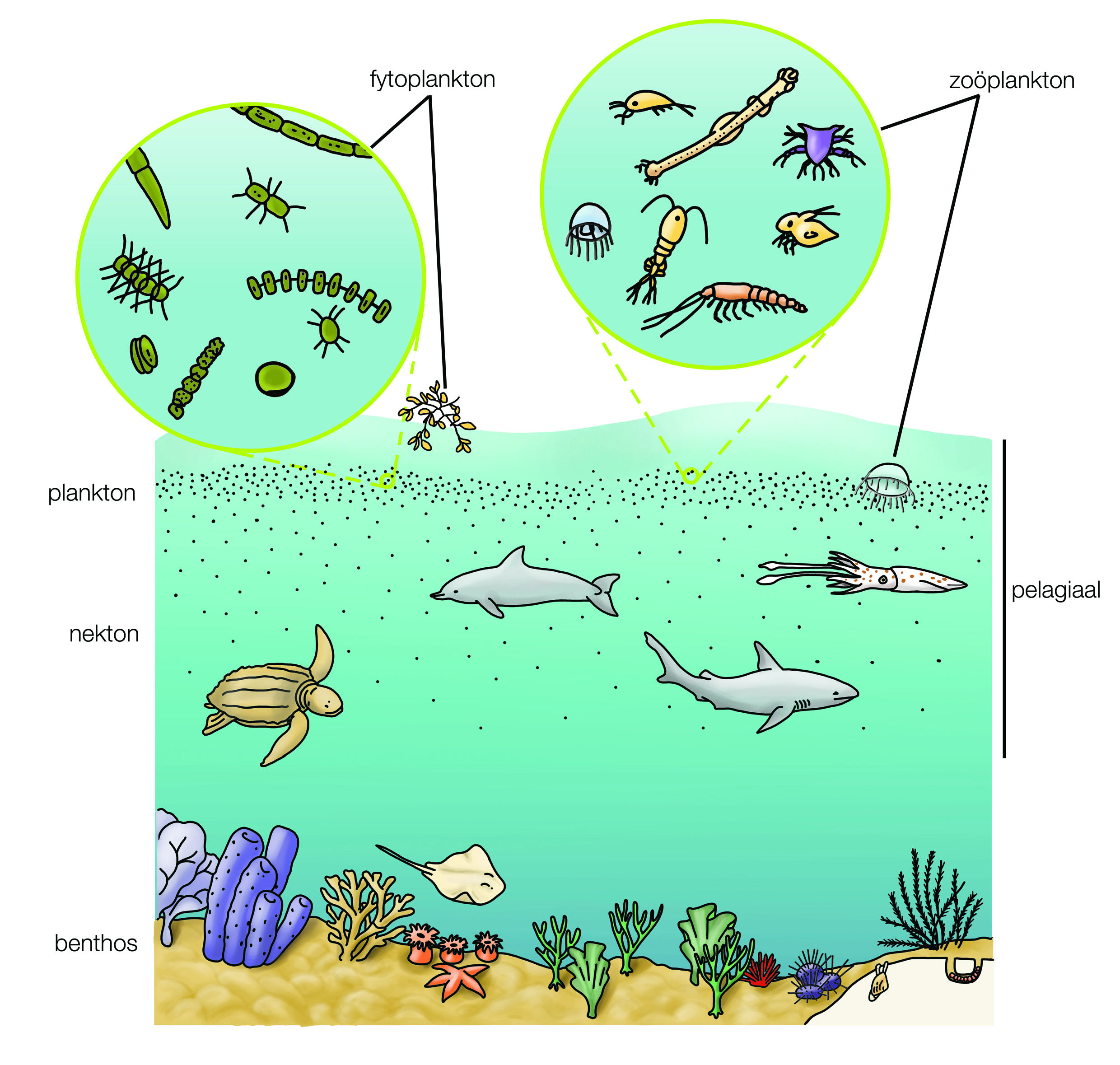 Фитопланктон уровень. Планктон Нектон бентос. Планктон бентос перифитон. Что такое планктон Нектон и бентос в океане. Зоопланктон и бентос.