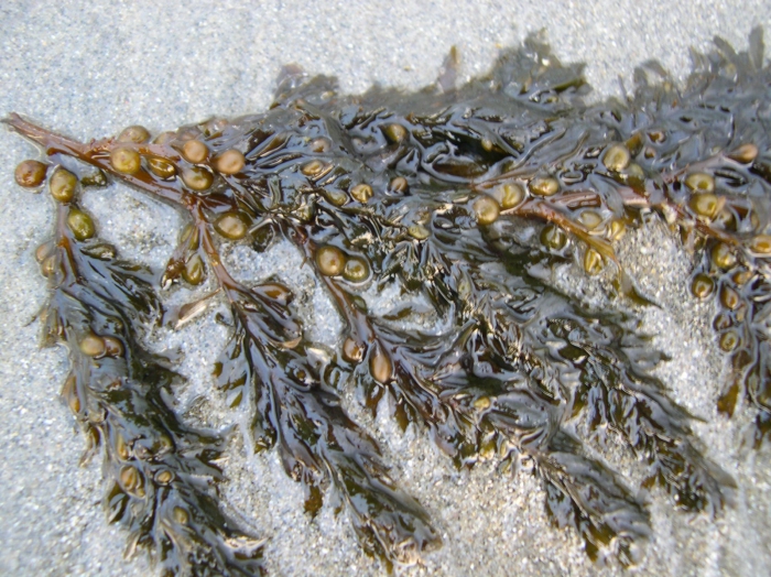 Fucus Vesiculosus - JungleKey.fr Wiki