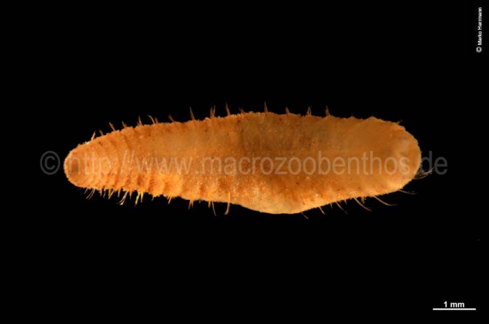 Brada villosa (Polychaete worm)