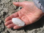 Een gevonden schelp tijdens de Lenteprikkel in Oostende op 01/04/2006