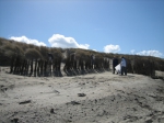 In de duinen zoeken tijdens de Lenteprikkel in Bredene op 01/04/2006