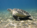 Chelonia mydas