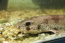 Lesser spotted dogfish - Scyliorhinus canicula