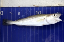 Whiting - Merlangius merlangus