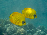Chaetodon semilarvatus, author: De Pooter, Daphnis