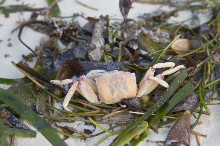 Ghost crab