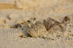 Ghost crab
