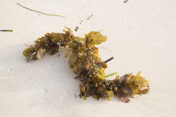 Seaweed