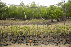 Mangrove nursery