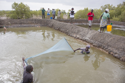 Aquaculture - milkfish