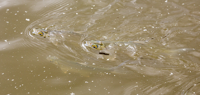 Aquaculture - milkfish