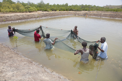 Aquaculture - prawns