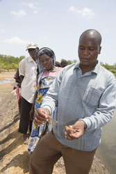 Aquaculture - prawns