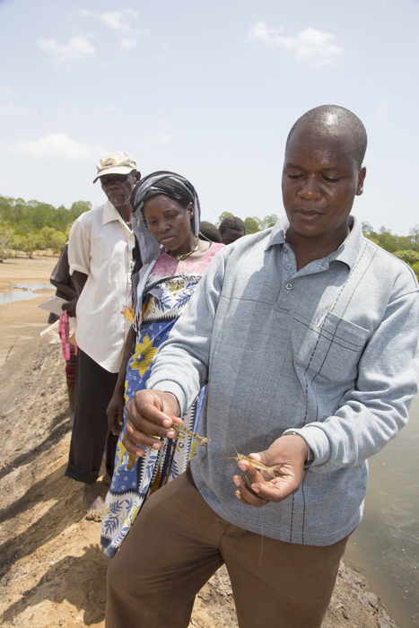 Aquaculture - prawns