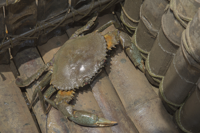 Aquaculture - mud crab