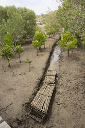 Aquaculture - mud crab