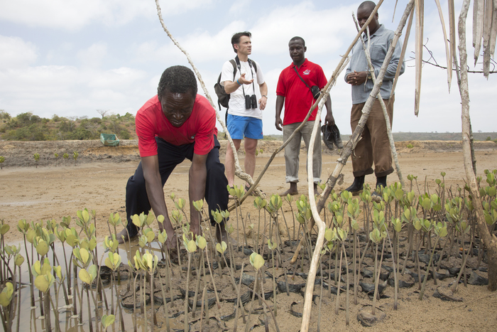 Mangrove nursery
