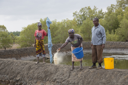 Aquaculture - milkfish