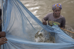 Aquaculture - milkfish