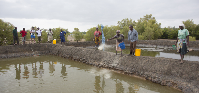 Aquaculture - milkfish
