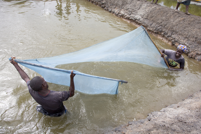 Aquaculture - milkfish