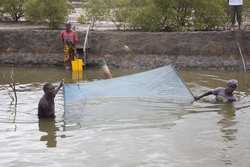 Aquaculture - milkfish