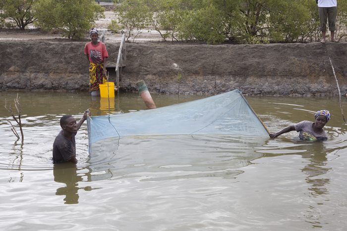 Aquaculture - milkfish