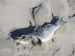 Dode vis op het strand tijdens de Lenteprikkel in Knokke-Heist op 01/04/2006