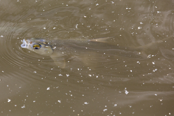 Aquaculture - milkfish