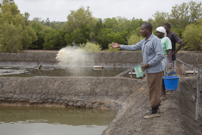 Aquaculture - milkfish