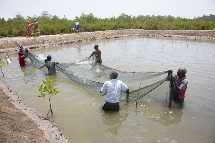 Aquaculture - prawns