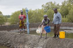 Aquaculture - milkfish