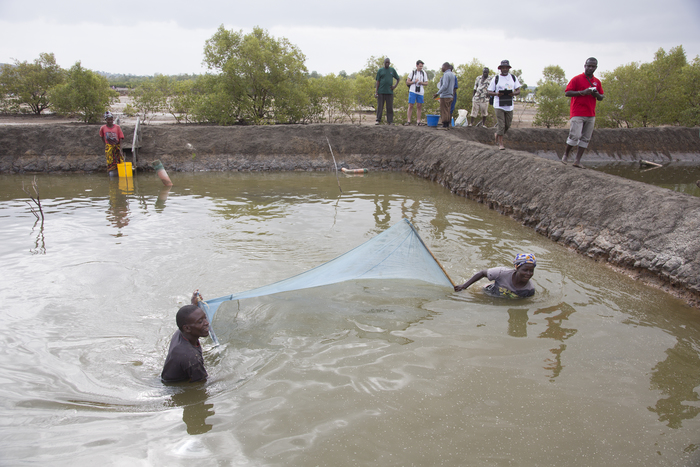 Aquaculture - milkfish
