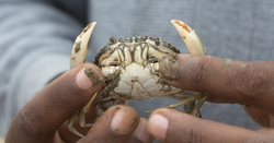 Mangrove crab