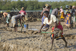 Aquaculture - pond digging