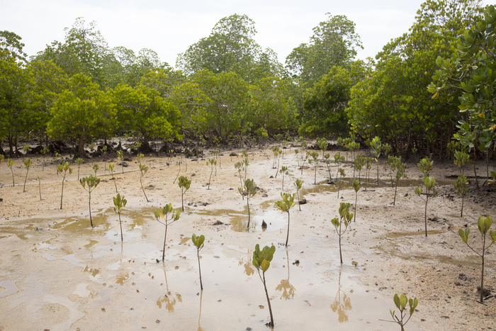 Mangrove replanting