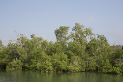 Mangroves
