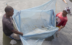 Aquaculture - prawns