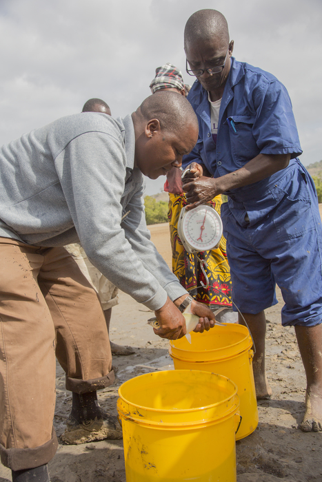 Aquaculture - milkfish