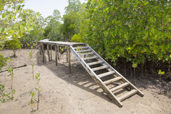 Mangrove boardwalk