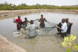 Aquaculture - prawns