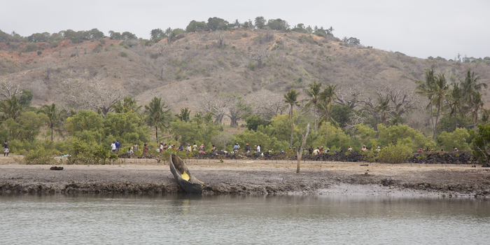 Mangrove reforestation