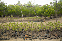 Mangrove nursery