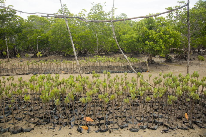 Mangrove nursery